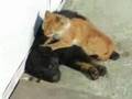 From the cat, with love From the cat, with love
