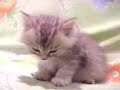Picture Videos Chistosos 3gp