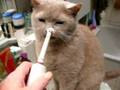 Cat begs to brush teeth Cat begs to brush teeth