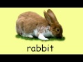 English vocabulary - Animals 1