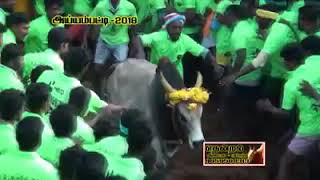 Ayyampatti Jallikattu 2018 trailer