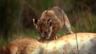 African Cats: Official Trailer 2