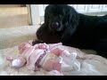 Photo Newfie And Baby