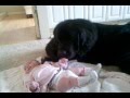 Photo Newfie And Baby