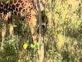 Рађање жирафе