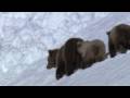 HD: Grizzly Bears Negotiate Snowy Mountains - Nature's Great Events: The Great Salmon Run - BBC One