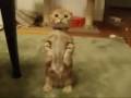 ¡Encontrado!: El gato de Shrek ¡Encontrado!: El gato de Shrek