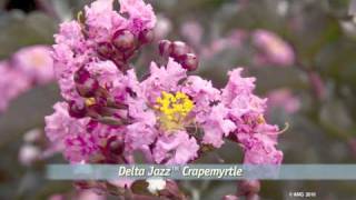 Delta Fusion™ Crapemyrtle - Southern Living Plants