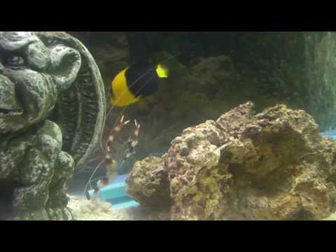 My New Salt Water Aquarium ( watch the shrimp & pygmy angels bicker)