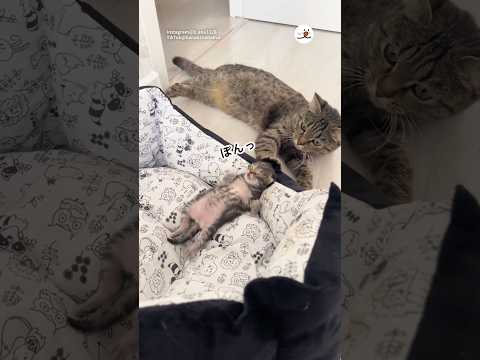 優しい母猫の姿と愛情あふれる瞬間をご紹介 サムネイル