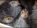 Разведение перепелов в домашних условиях выгодно или нет 4