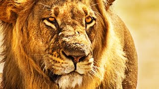 AFRIKA - DAS MAGISCHE KÖNIGREICH Trailer & Kritik Review | Dokumentation 2015 [HD]