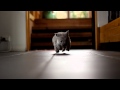 Baby Wombat Runs, Baby Wombat Runs Video