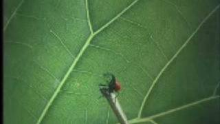Bugs!  // Trailer