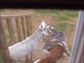 Photo Mother And Son Goat Incest