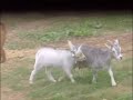 Image Mother And Son Goat Incest
