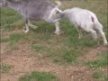 Picture Mother And Son Goat Incest