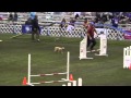 2012 AKC Invitational - Boudah Standard Saturday