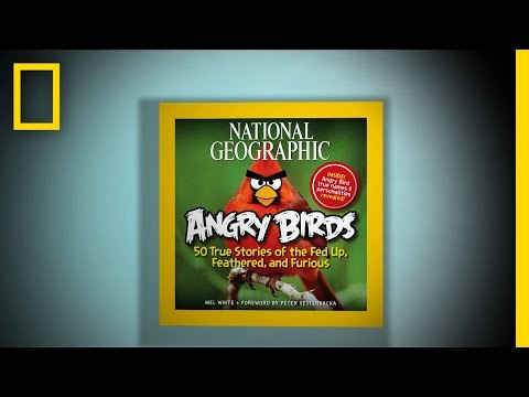 Angry Birds: Fed up, Feathered, and Furious