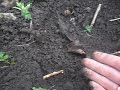 Йошта : посадка и уход, обрезка и размножение, описание сортов с фото Агротехника выращивания йошты : правильная посадка и особенности ухода