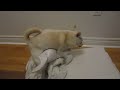 Image Watch As My Girl Masterbates With Her Blanket