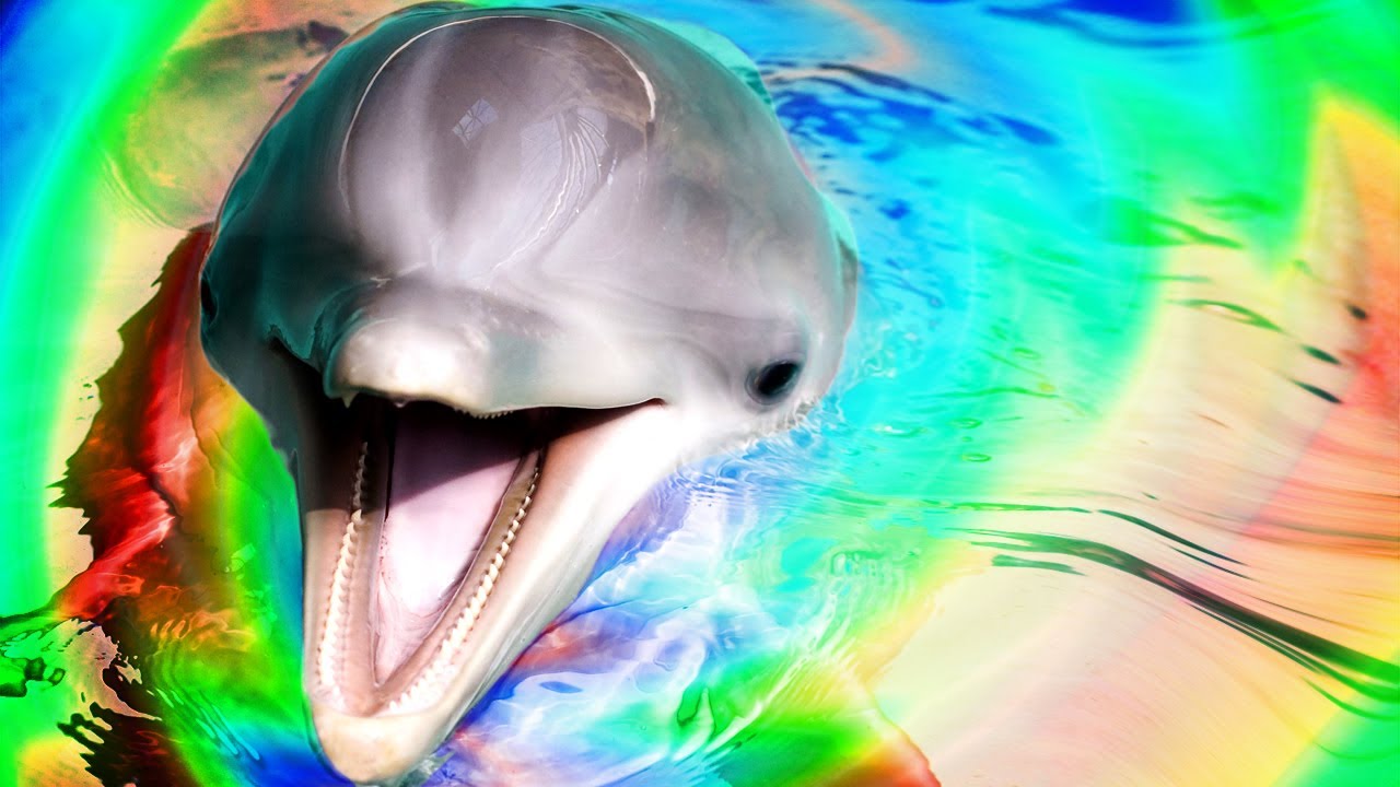 Dolphin vibrator video