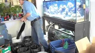 # 1392 The Fish The Tank And The Condo Move Part One Carls Aquarium