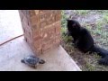 Cat & Turtle Tag