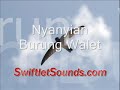 Photo Swiftlet Sound Nyanyian Burung Walet External Sound
