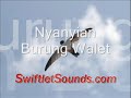 Image Swiftlet Sound Nyanyian Burung Walet External Sound