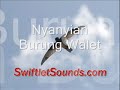 Picture Swiftlet Sound Nyanyian Burung Walet External Sound