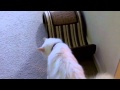 Pet Interviews - Talking Bird, Dog, Cat