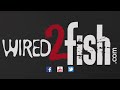 Picture Matching Forage Size For Schooling Bass Fishing