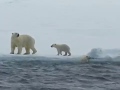 Baby Polar Bears, Polar Bears Climbing