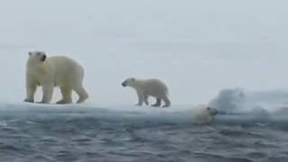Baby Polar Bear Gets a Helping Paw