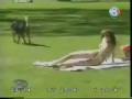 Image Anjing Jilat Memek