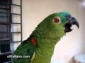 Loro que canta opera