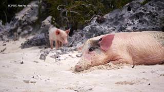 Зоозащитники возмущены отношением к плавающим свиньям на Багамах (11.05.2019 15:34)
