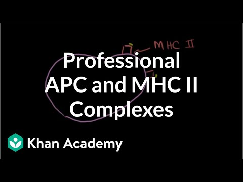 Professional Antigen Presenting Cells (APC) and MHC II complexes