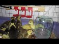 Как сделать поилки для уток своими Как сделать поилки для уток своими