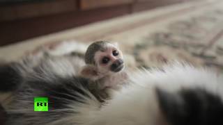 В Тюмени домашняя кошка заменила брошенной обезьянке маму