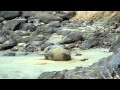 Sealion