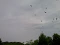Image Suara Burung Walet