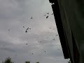 Picture Suara Burung Walet