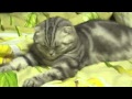 Gato cansado que se desmaya
