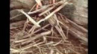 Trailer 4 min Orinoco: Aventuras del Conocimiento