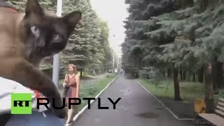 Кот из Ульяновска стал членом велоклуба