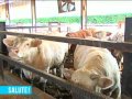 Carne bovina di qualità Carne bovina di qualità