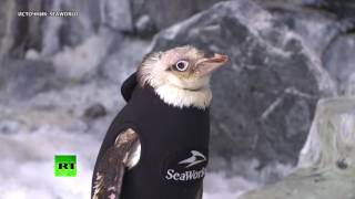 Облысевшему пингвину подарили гидрокостюм