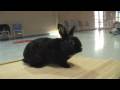 How much exercise do rabbits need?